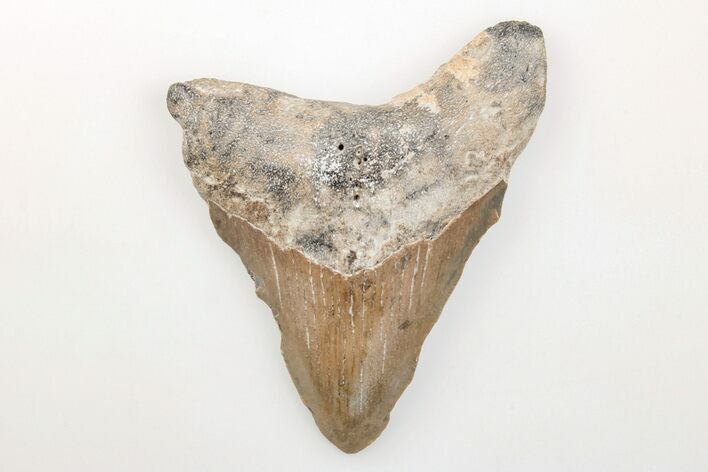 Bargain, 3.16" Fossil Megalodon Tooth - North Carolina